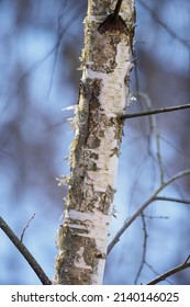 Young Birch Trunk With Paper Birch.