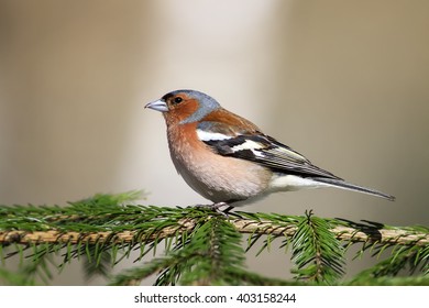 the young bird is a male Chaffinch sings on the branches of spruce in early spring in the Park - Shutterstock ID 403158244