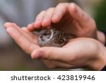 Young Bird Nestling House Sparrow (Passer Domesticus) Chick Baby Yellow-beaked In male Hands