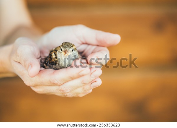 Young Bird Nestling House Sparrow (Passer Domesticus) Chick Baby Yellow-beaked In Female Hands On Brown Wooden Background