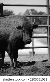 Young Bison On Ranch Closeup.