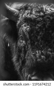 Young Bison portrait