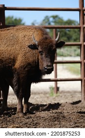 Young Bison Portrait Closeup On Buffalo Ranch With Horns.