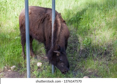 A Young Bison Scratching Its Neck On A Sign Post At The Side Of The Road In Wind Cave National Park.