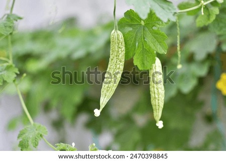 young bitter melon, bitter melon, bitter melon tree