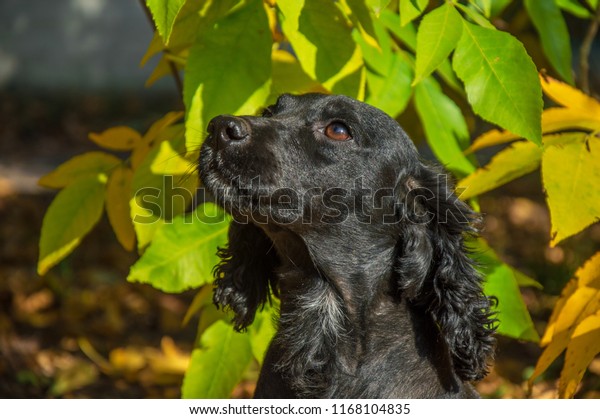 Young Black Active Russian Spaniel Stay Stock Photo Edit Now