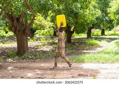 Young Black African Boy Walking Among Green Mango Trees, Balancing A Heavy Water Canister On His Head