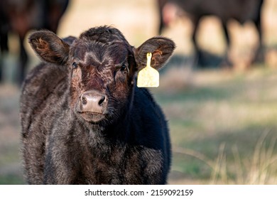 Young Black Angus Calf With Yellow Ear Tag - Close Up.