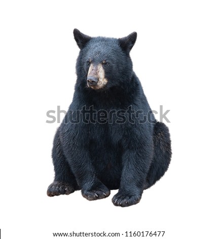 Young black bear sitting , isolated on white background