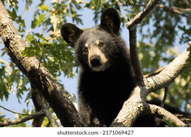 Young Black Bear Up A Tree