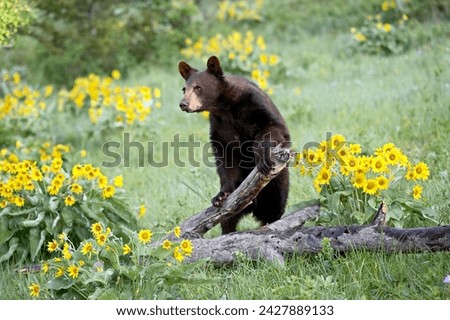 Young black bear (ursus americanus), a year and a half old, in captivity, among arrowleaf balsam root, animals of montana, bozeman, montana, united states of america, north america