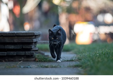 Young Black Cat Goes To The Street.