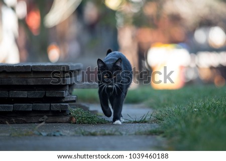 Young black cat goes to the street.
