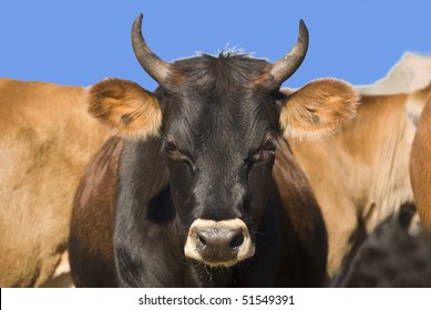 a Young black cow with horns