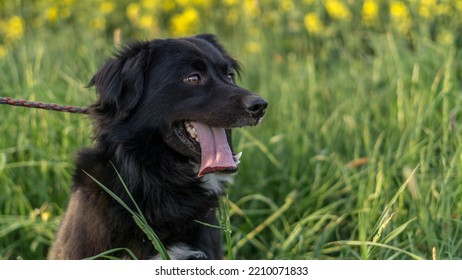 Young Black Crossbreed In The Grass