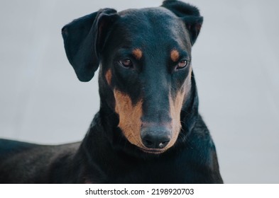 Young Black Doberman With Ears