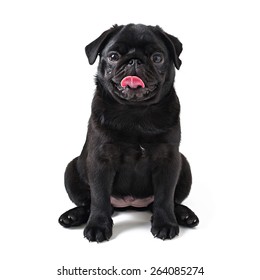 Black Pug High Res Stock Images Shutterstock