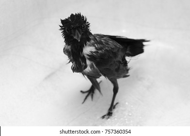 Young Black Feathered Wet Bird Crow Washes In Bath And Looks In Camera. Front View Animal Portrait. Black White Background. Pet Wallpaper.