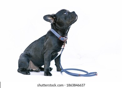 Young Black French Bulldog Dog With Long Healthy Nose Wearing A Blue Synthetic Leather Collar And Leash Set On White Background
