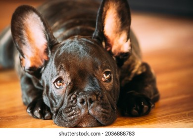 Baby Frenchies Imagenes Fotos De Stock Y Vectores Shutterstock