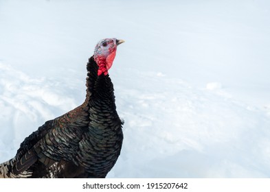 Young Black Iridescent Turkey On Winter Grazing Close Up