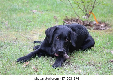 Young Black Lab Chewing On Treat Stock Photo 1745834294 | Shutterstock