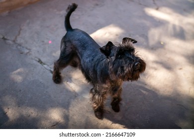 Young Black Labradoodle Dog Portrait