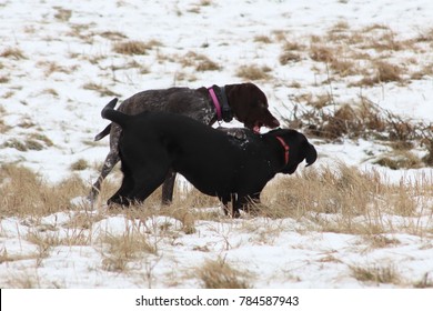 Pointer Retriever Images Stock Photos Vectors Shutterstock