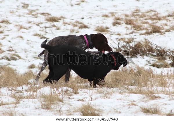 Young Black Labrador Retriever Wrestling German Stock Photo Edit