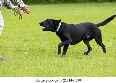 Young black Labrador wearing collar running on the grass with tennis ball in the mouth towards woman sticking hands out