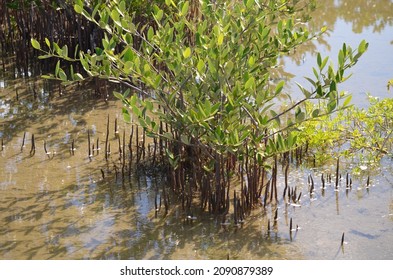 A young Black Mangrove (Avicennia germinans) in the Florida Keys. - Powered by Shutterstock