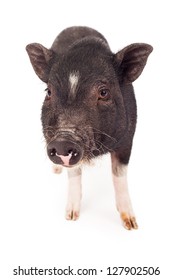 A young black pig standing against a white backdrop