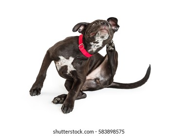 Young black puppy dog scratching itchy skin. Isolated on white.