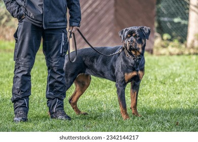 young black rottweiler dog training for protection sport and police - Powered by Shutterstock