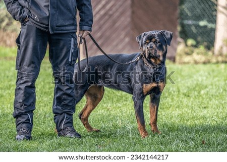 young black rottweiler dog training for protection sport and police