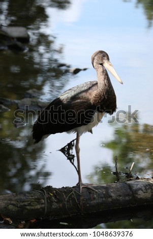 Similar – Image, Stock Photo wood stork and a little bird fly together in Costa Rica