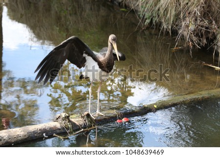 Similar – Image, Stock Photo wood stork and a little bird fly together in Costa Rica