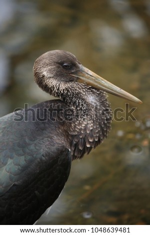 Similar – Image, Stock Photo wood stork and a little bird fly together in Costa Rica