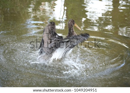 Similar – Image, Stock Photo wood stork and a little bird fly together in Costa Rica