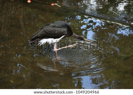 Similar – Image, Stock Photo wood stork and a little bird fly together in Costa Rica