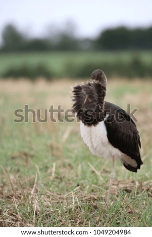 Similar – Image, Stock Photo wood stork and a little bird fly together in Costa Rica