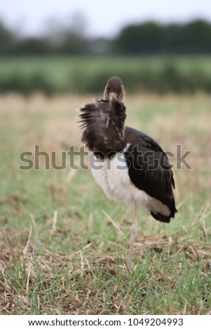 Similar – Image, Stock Photo wood stork and a little bird fly together in Costa Rica