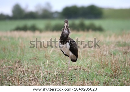 Similar – Image, Stock Photo wood stork and a little bird fly together in Costa Rica