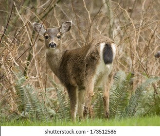 Young Black Tailed Deer Looking/Hello Deer/Young Black Tailed Deer Looking At You