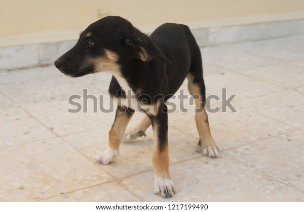 saluki german shepherd mix