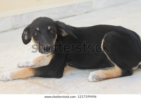 black and tan saluki