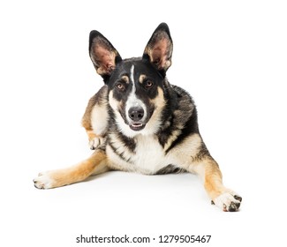 Young black, tan and white shepherd mixed breed dog lying down looking forward into camera