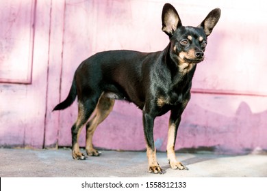 Young black toy terrier dog