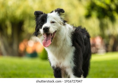 Young Black White Border Collie Standing Stock Photo 1916727047 ...