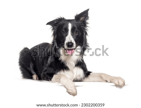 Young Black and white Border collie lying down with paws on empty place for text, looking at the camera, Isolated on white
